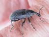 Aclees taiwanensis